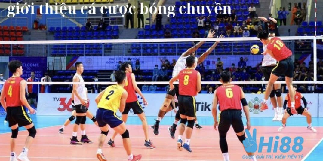           Volleyball Betting: Learn Details for Beginners