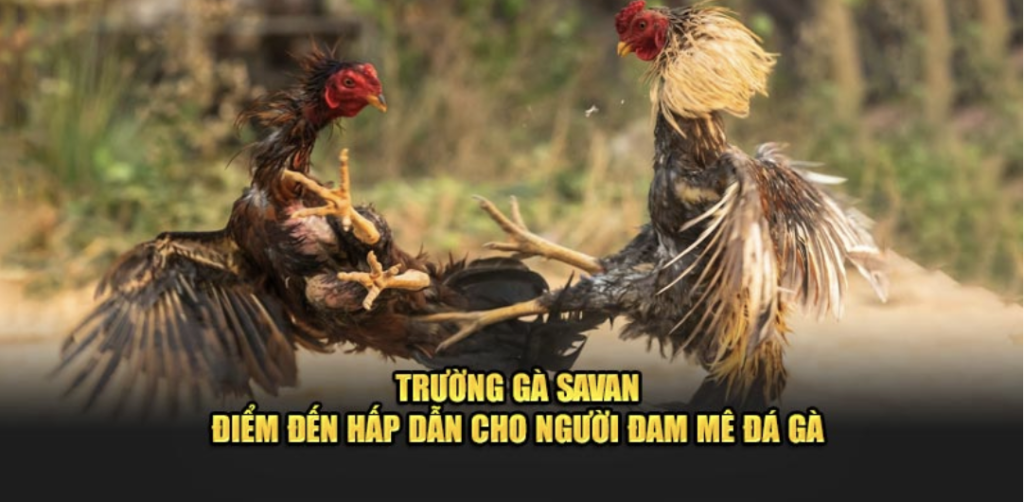 Cockfighting