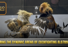 Cockfighting ALO789 – Top Strategies for Expert Bettors ALO789